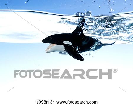 A toy killer whale View Large Photo Image Stock Photography - A toy killer whale. Fotosearch