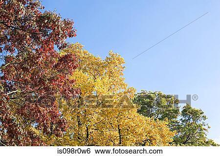 Stock Photograph - Autumn trees. Fotosearch