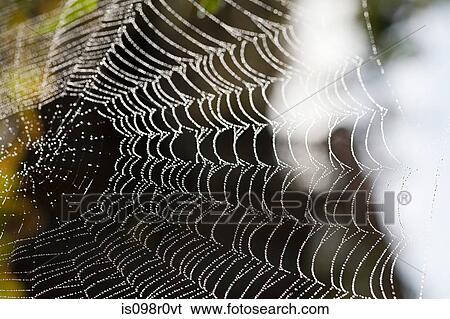 Close up of a spider web View Large Photo Image Stock Photograph - Close up of a spider web. Fotosearch