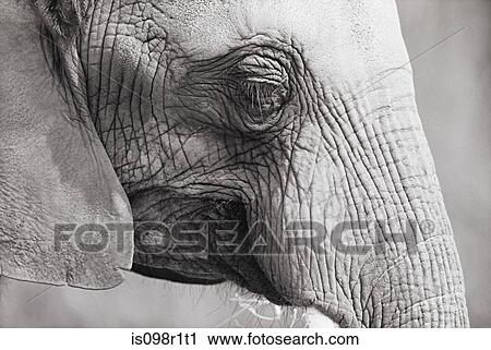 Close up of an elephant View Large Photo Image Stock Image - Close up of an elephant. Fotosearch