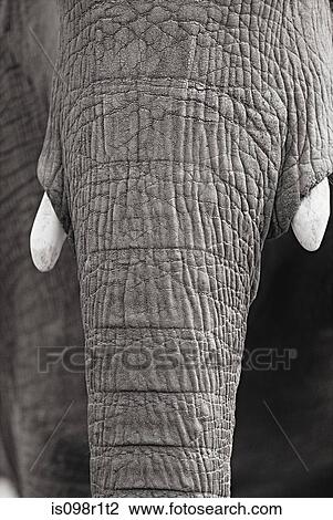Close up of an elephants trunk View Large Photo Image Stock Image - Close up of an elephants trunk. Fotosearch