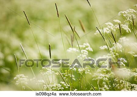 Close up of wild plants View Large Photo Image Stock Image - Close up of wild plants. Fotosearch