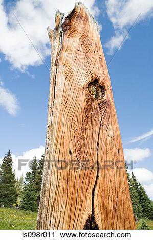 Stock Image - Dead tree at shrine pass. Fotosearch