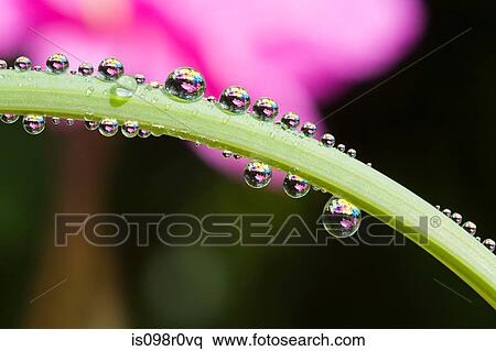 Dew droplets on a leaf View Large Photo Image Stock Photography - Dew droplets on a leaf. Fotosearch