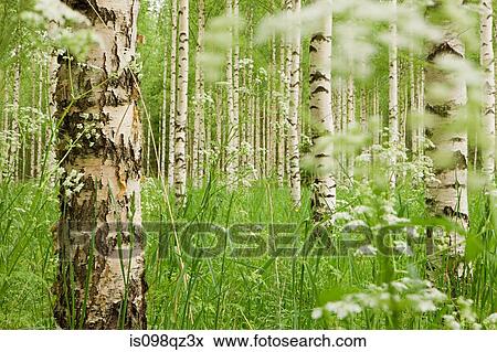 Forest of birch trees View Large Photo Image Stock Photo - Forest of birch trees. Fotosearch