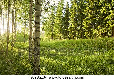 Forest of birch trees View Large Photo Image Stock Photo - Forest of birch trees. Fotosearch