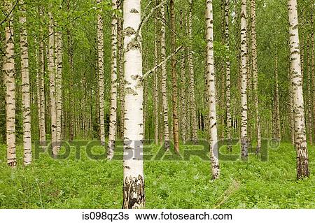 Forest of birch trees View Large Photo Image Stock Photograph - Forest of birch trees. Fotosearch