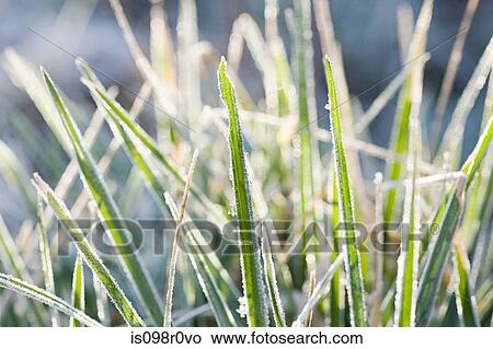 Frost covering grass View Large Photo Image Picture - Frost covering grass. Fotosearch
