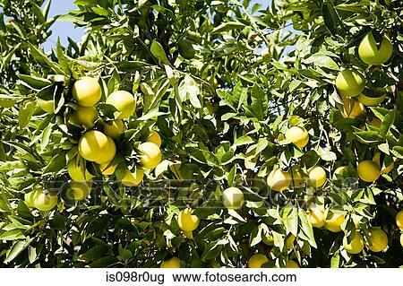 Grapefruit tree View Large Photo Image Stock Image - Grapefruit tree. Fotosearch