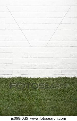 Grass growing indoors View Large Photo Image Stock Photography - Grass growing indoors. Fotosearch