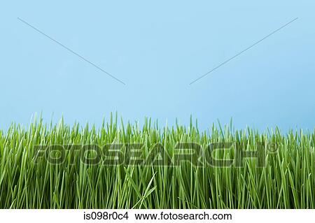 Grass View Large Photo Image Picture - Grass. Fotosearch