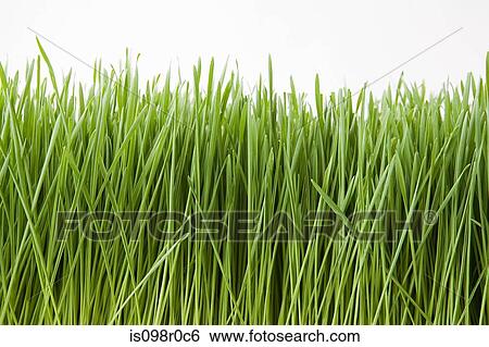 Grass View Large Photo Image Stock Photograph - Grass. Fotosearch