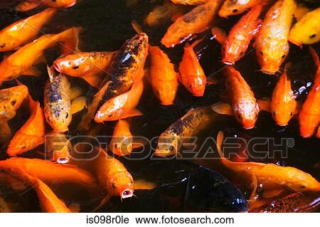 Stock Image - Koi carp. Fotosearch