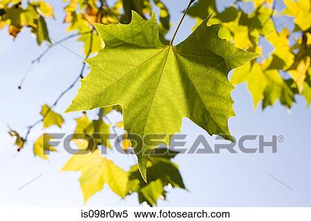 Stock Photography - Low angle view of a tree. Fotosearch