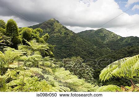 Lush landscape View Large Photo Image Stock Image - Lush landscape. Fotosearch