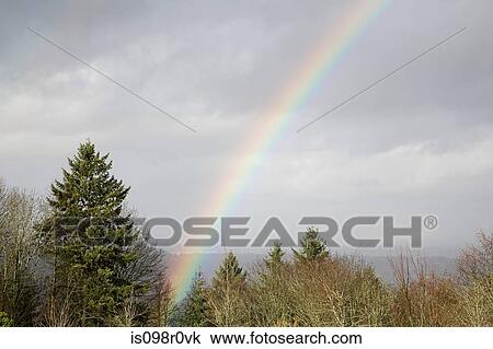 Rainbow over a forest View Large Photo Image Stock Image - Rainbow over a forest. Fotosearch