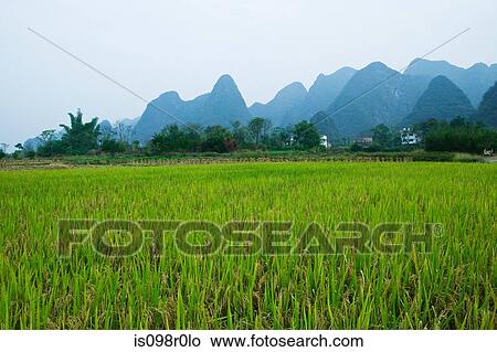 Picture - Rice field and limestone peaks yangshuo. Fotosearch
