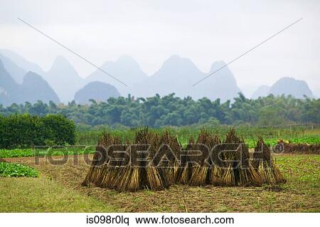 Rice field yangshuo View Large Photo Image Stock Photography - Rice field yangshuo. Fotosearch