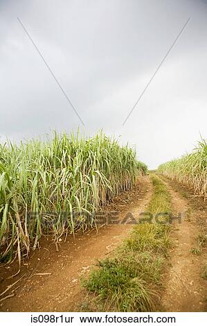 Sugar cane View Large Photo Image Stock Photography - Sugar cane. Fotosearch