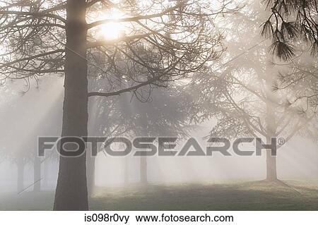 Sunlight filtering through trees View Large Photo Image Stock Photo - Sunlight filtering through trees. Fotosearch