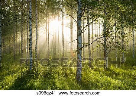 Sunlight in forest of birch trees View Large Photo Image Stock Image - Sunlight in forest of birch trees. Fotosearch