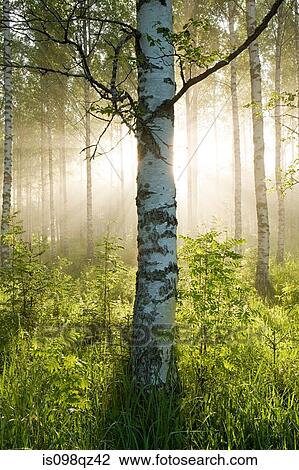Stock Image - Sunlight in forest of birch trees. Fotosearch