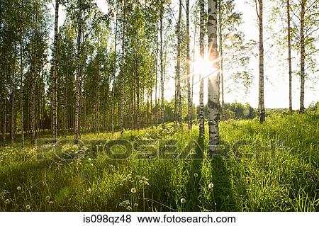 Sunlight in forest of birch trees View Large Photo Image Stock Photo - Sunlight in forest of birch trees. Fotosearch