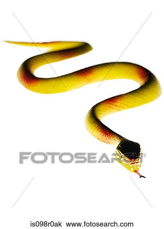 Toy snake View Large Photo Image Stock Image - Toy snake. Fotosearch