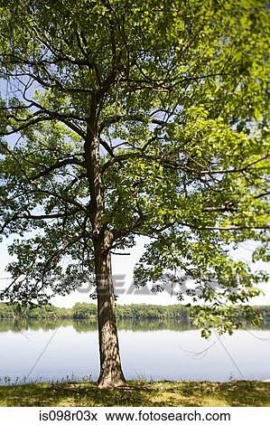 Tree and lake View Large Photo Image Stock Photo - Tree and lake. Fotosearch