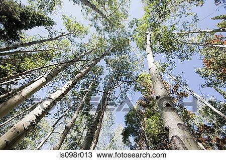 Trees at beaver creek View Large Photo Image Stock Image - Trees at beaver creek. Fotosearch
