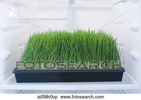 Wheatgrass in a fridge View Large Photo Image Stock Photography - Wheatgrass in a fridge. Fotosearch