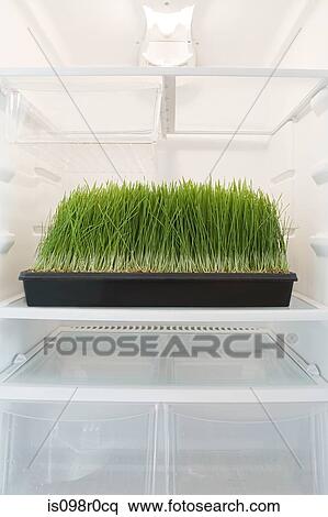 Wheatgrass in a fridge View Large Photo Image Stock Photography - Wheatgrass in a fridge. Fotosearch