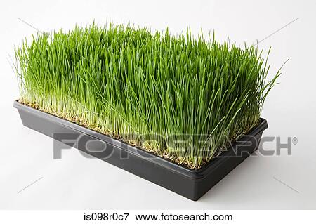Wheatgrass View Large Photo Image Stock Photo - Wheatgrass. Fotosearch