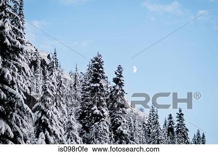 Winter forest and the moon View Large Photo Image Stock Image - Winter forest and the moon. Fotosearch