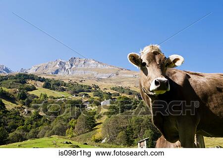 A cow View Large Photo Image Stock Image - A cow. Fotosearch