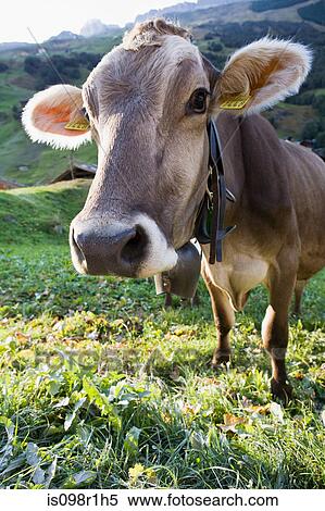 A cow View Large Photo Image Stock Photography - A cow. Fotosearch