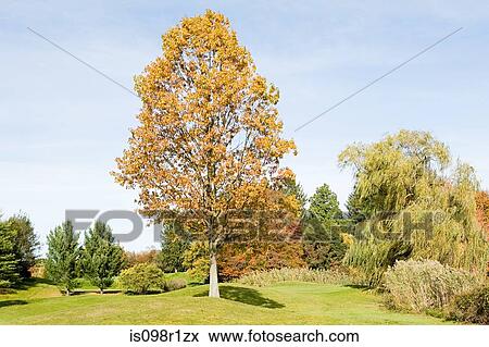 A park in autumn View Large Photo Image Stock Photo - A park in autumn. Fotosearch