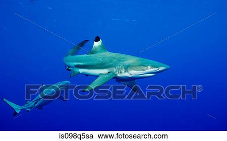 Aggression in Blacktip shark. View Large Photo Image Stock Image - Aggression in Blacktip shark.. Fotosearch