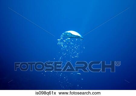Air bubble from diver. View Large Photo Image Stock Photo - Air bubble from diver.. Fotosearch