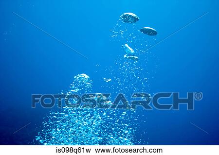 Air bubbles from diver. View Large Photo Image Stock Photo - Air bubbles from diver.. Fotosearch