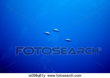 Air bubbles from diver. View Large Photo Image Stock Photo - Air bubbles from diver.. Fotosearch