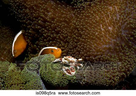 Anemone fish and porcelain crab. View Large Photo Image Stock Image - Anemone fish and porcelain crab.. Fotosearch