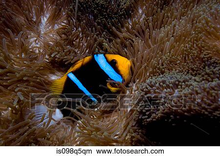 Anemone fish in anemone. View Large Photo Image Picture - Anemone fish in anemone.. Fotosearch
