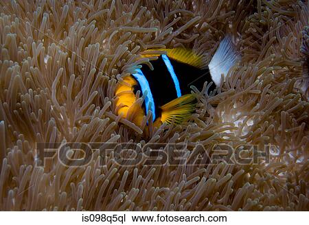 Anemone fish in anemone. View Large Photo Image Stock Image - Anemone fish in anemone.. Fotosearch