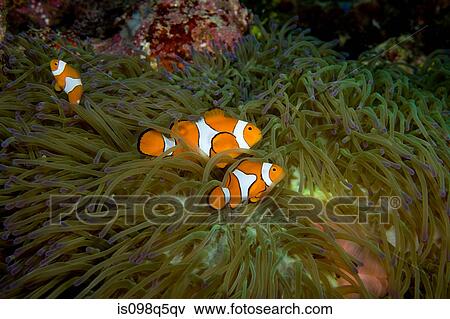Anemone fish in anemone. View Large Photo Image Stock Photo - Anemone fish in anemone.. Fotosearch