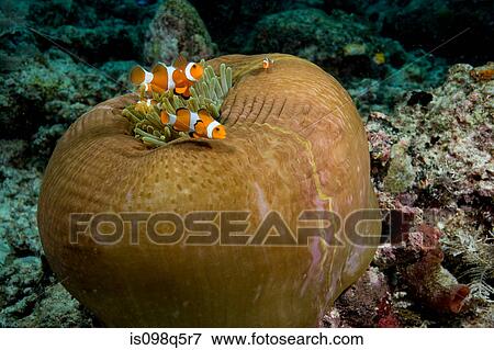 Anemone fish in anemone. View Large Photo Image Stock Photo - Anemone fish in anemone.. Fotosearch