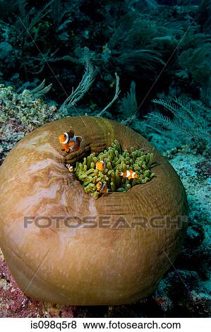 Anemone fish in anemone. View Large Photo Image Stock Photo - Anemone fish in anemone.. Fotosearch