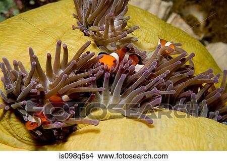 Picture - Anemonefish in anemone.. Fotosearch