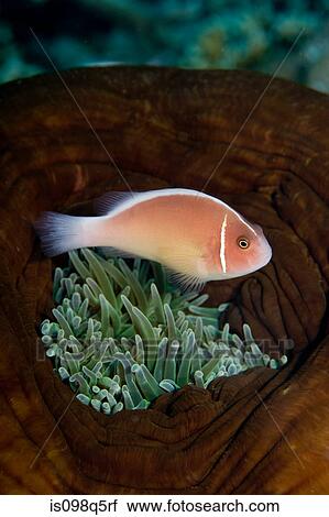 Anemonefish in anemone. View Large Photo Image Stock Image - Anemonefish in anemone.. Fotosearch