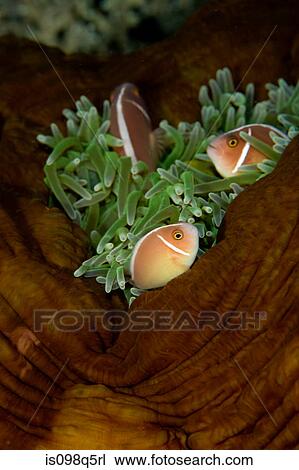 Anemonefish in anemone. View Large Photo Image Stock Image - Anemonefish in anemone.. Fotosearch